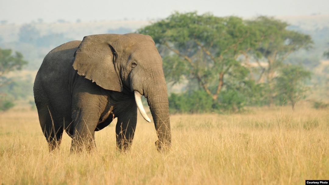 An African savanna elephant is seen in this undated photograph. New research indicates the animals are able to understand human gestures without training. (Julie Larsen Maher/WCS)