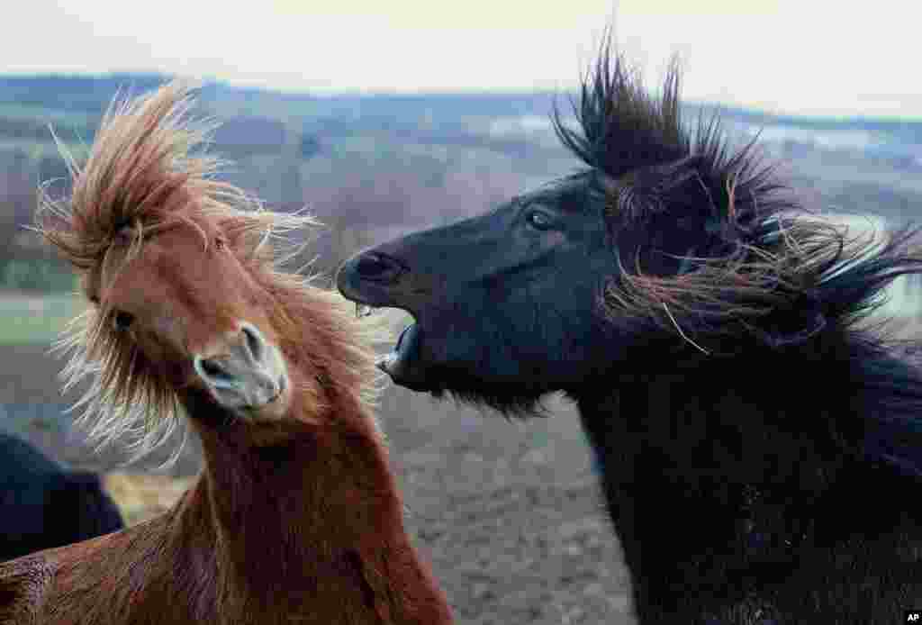 Iceland horses play in Wehrheim near Frankfurt, Germany.
