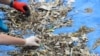 US TikToker Leads Global Campaign to Clean Up Oceans 