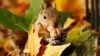 It's the Season to Squirrel Something Away! 